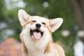 犬が見せる幸せサイ…の画像
