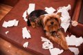 犬は紙をビリビリに…の画像