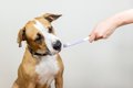 犬が歯磨きを嫌がる…の画像