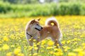 犬に危険な『春の野…の画像