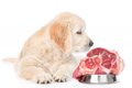 犬は生肉を食べてい…の画像