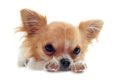 小型犬が人気犬種で…の画像