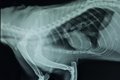 犬の肺がんについて…の画像