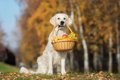 犬も食べられる秋の…の画像