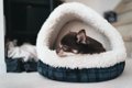 犬の寝袋も便利！冬…の画像