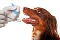 犬の歯周病を放置す…の画像