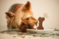 犬用のお菓子と人間…の画像