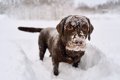 犬と雪の日に散歩す…の画像