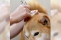 柴犬の耳掃除の仕方…の画像