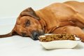 犬がご飯を食べない…の画像