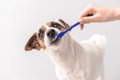 犬の上手な歯磨きの…の画像