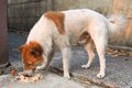 犬の拾い食いをやめ…の画像