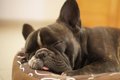 短頭種犬の睡眠時呼…の画像