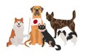 日本犬の種類ついて…の画像
