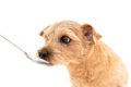 犬の介護食って具体…の画像