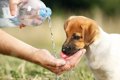 犬の水を飲む量が変…の画像