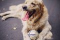 犬用ボール人気ラン…の画像