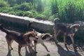 【ネパール】野良犬…の画像