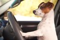 犬を安全に車内に残…の画像