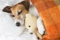 犬といっしょに寝る…の画像
