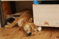 犬が熟睡できる『寝…の画像