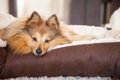 老犬の介護用ベッド┃…の画像