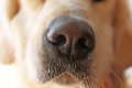 犬の嗅覚と医療現場…の画像