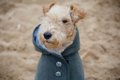 中型犬用の犬服10選…の画像