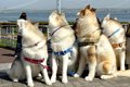 ハスキー犬4匹と記念…の画像