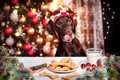 犬と過ごすクリスマ…の画像