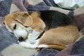 犬の寝方で性格や心…の画像
