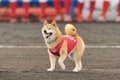 柴犬ベースボール犬…の画像