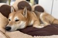 愛犬が一緒のベッド…の画像