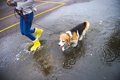 雨の日に犬の散歩は…の画像