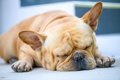 犬の頭の形は睡眠の…の画像