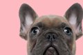 短頭種の犬の人気の…の画像