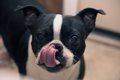 犬が口の周りを舐め…の画像