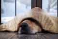 寒い季節に多い犬の…の画像