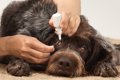 犬の角膜炎の症状や…の画像
