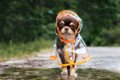 雨の日の犬の散歩で…の画像