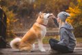 海外で秋田犬が人気…の画像