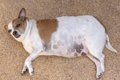 肥満犬に共通する６…の画像