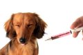 危険！犬の注射器を…の画像