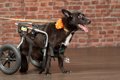 犬用車椅子の選び方…の画像
