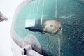 冬なら犬を車で留守…の画像