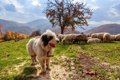 絶滅した牧羊犬種に…の画像