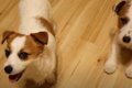 愛犬たちをペットホ…の画像