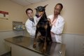 犬を健康診断に連れ…の画像