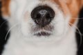 犬が鼻を鳴らすとき…の画像