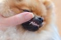 犬の歯の生え変わり…の画像